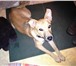 Изображение в Домашние животные Найденные Найдена собака с синим ошейником, около Терминала( в Магнитогорске 1