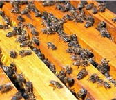 Изображение в Домашние животные Другие животные Отличные пчелопакеты за Разумные деньги! в Кургане 2 800
