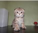 Foto в Домашние животные Вязка Опытный , нежный , ласковый котик , приглашает в Ростове-на-Дону 2 000