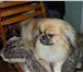 Фотография в Домашние животные Вязка собак Симпотичный пекинес ищет подружку для вязки. в Хабаровске 0