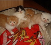 Продам персидский котят 209798  фото в Нижнем Тагиле