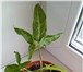 Фото в Домашние животные Растения Продаю комнатные растения укорененные, в в Набережных Челнах 200