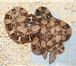 Foto в Домашние животные Другие животные Краснодарский питомник рептилий и экзотических в Самаре 3 000