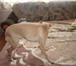 Foto в Домашние животные Вязка собак Девочка ищет жениха для вязки,шерсть у неё в Прокопьевске 0