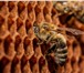 Foto в Домашние животные Другие животные Пчеловодное хозяйство Толмачева реализует в Кемерово 2 600