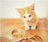 Foto в Домашние животные Отдам даром Отдам в дар  рыжего  котенка – 1,5 мес., в Астрахани 100