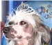 Foto в Домашние животные Вязка собак Красивой девочке китайской хохлатки, нужен в Хабаровске 0