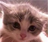 Фотография в Домашние животные Отдам даром Отдадим котят возрастом в 1 месяц в добрые в Магнитогорске 0
