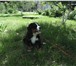Породистые щенки от титулованных родителей 2047559 Бернская пастушья собака фото в Москве