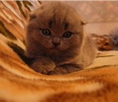 Продаются забавные британские котята голубые и лиловые, Приучены к туалету и ждут своих хозяев, 5 т 69032  фото в Ростове-на-Дону