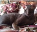 Фотография в Домашние животные Вязка Годовалый котик Кузя породы Петерболд, шоколадный в Сочи 3 000