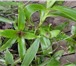 Изображение в Домашние животные Растения Лечебные растения:золотой ус, каланхоэ перистый в Самаре 100