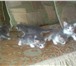 Изображение в Домашние животные Отдам даром отдаём пятерых очаровательных котят (4 мальчика в Новосибирске 0