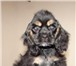 Питомник ЗАГРАЙ предлагает щенков американского кокер спаниеля черно-подпалого окрса, родословн 66344  фото в Таганроге