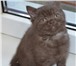 Продам британских котят 1481628 Британская короткошерстная фото в Петрозаводске