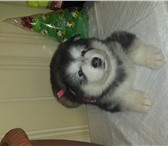 Щенки Аляскинского маламута 1776602 Аляскинский маламут фото в Краснодаре