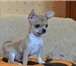 Фото в Домашние животные Вязка собак Воспитанный, галантный и очень привлекательный в Нижнекамске 0