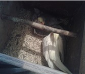Фото в Домашние животные Птички рабочие пары волнистых не разлучников карел в Таганроге 10