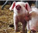 Фото в Домашние животные Разное Реализуем поросят и свиней ОПТОМ, от одного в Москве 100