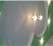 Фотография в Строительство и ремонт Ремонт, отделка Выравнивание потолков стен шпаклёвка обой в Орске 1 500