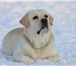 Фото в Домашние животные Вязка собак Великолепный 4-х летний палевый кобель лабрадора в Санкт-Петербурге 15 000