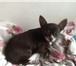 Фото в Домашние животные Вязка собак Мальчик шоколадного цвета,умный,покладистый,не в Санкт-Петербурге 4 000