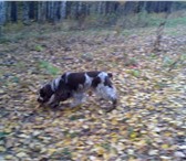 Foto в Домашние животные Вязка собак Английский кокер-спаниель девочка, окрас в Красноярске 0
