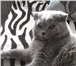 Фото в Домашние животные Вязка Британский котик 1 годик ищет себе кошечку, в Калуге 3 000