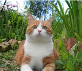 Foto в Домашние животные Услуги для животных Красивая, рыженькая кошечка ищет беспородистого в Перми 0