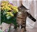 Фотография в Домашние животные Вязка Молодой,крупный,красивый шотландский кот в Солнечногорск-2 2 500