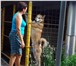 Фото в Домашние животные Вязка собак Представляем для вязки отличного кабеля породы в Краснодаре 5 000