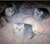 Экзотические плюшевые котята! Чудесные малыши! От умных, красивых, воспитанных родителей (все при 69498  фото в Перми