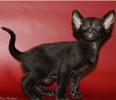 Ориентальные котята,  черного и пятнистого окраса 1648320 Ориентальная фото в Самаре