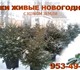 Скачать бесплатно изображение Растения Ель новогодняя с комом земли (в контейнере) 150794 в Санкт-Петербурге Foto в Домашние животные Растения Предлагаю ели формированные с комом земли в Санкт-Петербурге 2 000