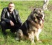 Щенки от чемпионов России, 2066217 Кавказская овчарка фото в Краснодаре