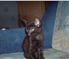 Foto в Домашние животные Отдам даром отдадим в добрые,  заботливые руки хорошенького в Рыбинске 1