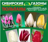 Фотография в Домашние животные Растения Добрый день!

Тюльпаны к 8 марта оптом отличного в Кемерово 20
