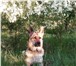 Foto в Домашние животные Вязка собак Кобель восточно-европейской овчарки ищет в Красноярске 10