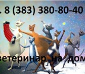 Фото в Домашние животные Услуги для животных Квалифицированный опытный специалист окажет в Новосибирске 1 500