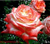 Foto в Хобби и увлечения Разное Здравствуйте! Я очень люблю розы и хочу поделиться в Армавире 200