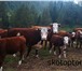 Фото в Домашние животные Другие животные Реализуем бычков на откорм породы Герефордская.Преимущества в Ефремов 38 000