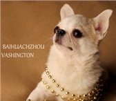Фото в Домашние животные Вязка собак Красивый кобель чихуахуа - на фото - приглашает в Москве 0
