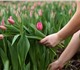 А также, гиацинты в горшках, саженцы пло