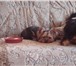 Готовы к продаже очаровательные породные щенки йоркширского терьера c отличной родословно 66462  фото в Омске