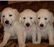 Продаем щенков золотистого ретривера родились 25, 02, 2011, Щенки от высокопородных родителей, Докум 65285  фото в Сыктывкаре