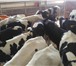 Фото в Домашние животные Другие животные Продаются телята, бычки с фермерского хозяйства, в Москве 10 000