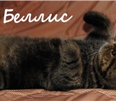 Foto в Домашние животные Вязка Экзотический короткошерстный кот приглашает в Москве 3 000