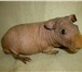 Фото в Домашние животные Грызуны Продам морских свинок скинни, возраст 2 мес., в Прокопьевске 2 000
