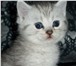 Продаются британские котята 1154210 Британская короткошерстная фото в Санкт-Петербурге