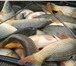 Фотография в Хобби и увлечения Рыбалка Рыбалка платная. Отдых. 300 руб. сутки. Гидропланктон в Пензе 300